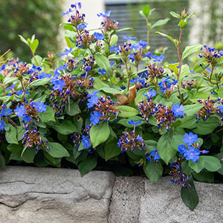 Plumbago rampant, Dentelaire